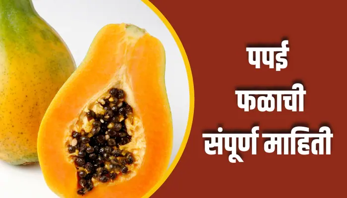 पपई फळाची संपूर्ण माहिती Papaya Fruit Information In Marathi 1 Papaya Fruit Information In Marathi