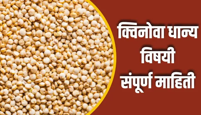 क्विनोवा धान्य विषयी संपूर्ण माहिती Quinoa Grain Information In Marathi 1 Quinoa Grain Information In Marathi