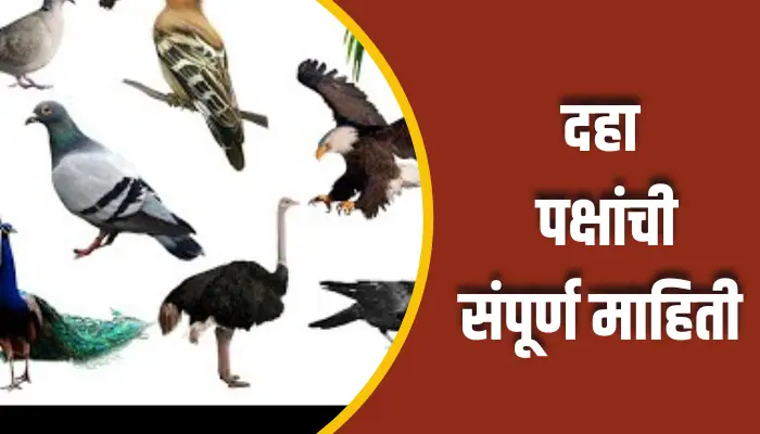 दहा पक्षांची संपूर्ण माहिती Ten Birds Information In Marathi 1 Ten Birds Information In Marathi