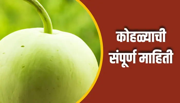 Ash Guard Information In Marathi