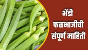 Ladyfinger Vegetable Information In Marathi