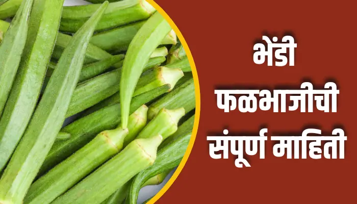 Ladyfinger Vegetable Information In Marathi