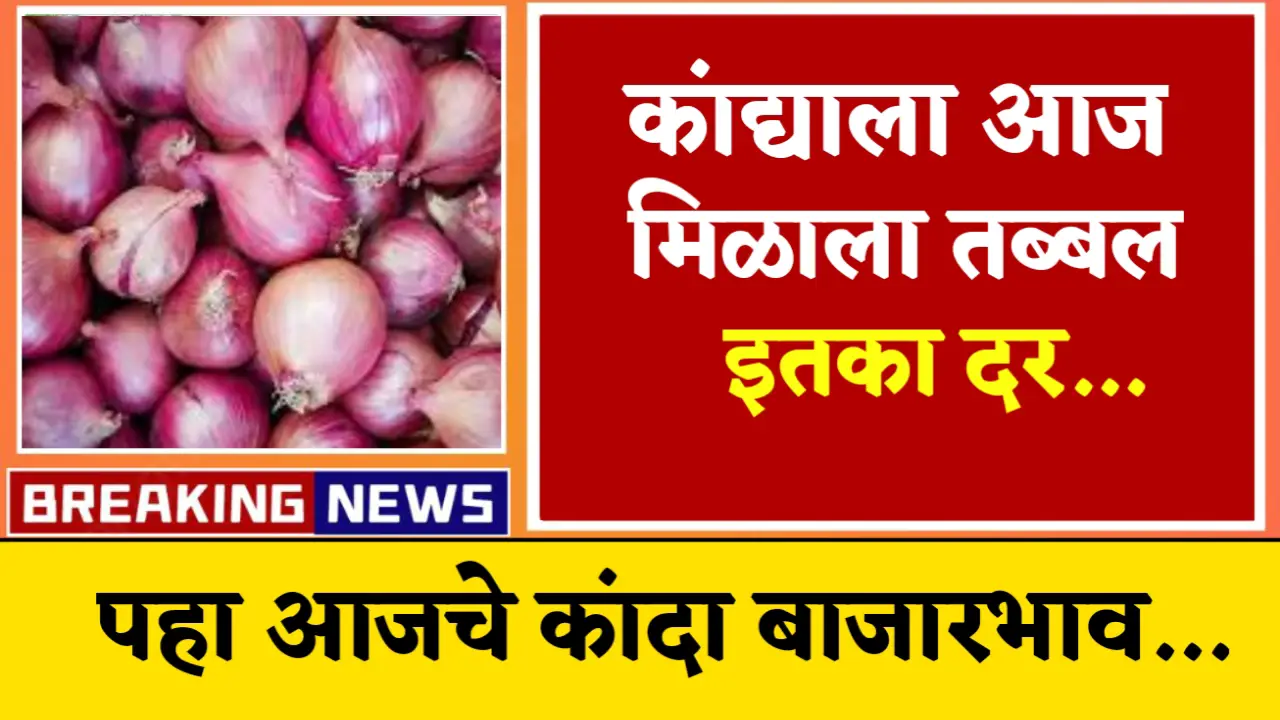 onion market rate today